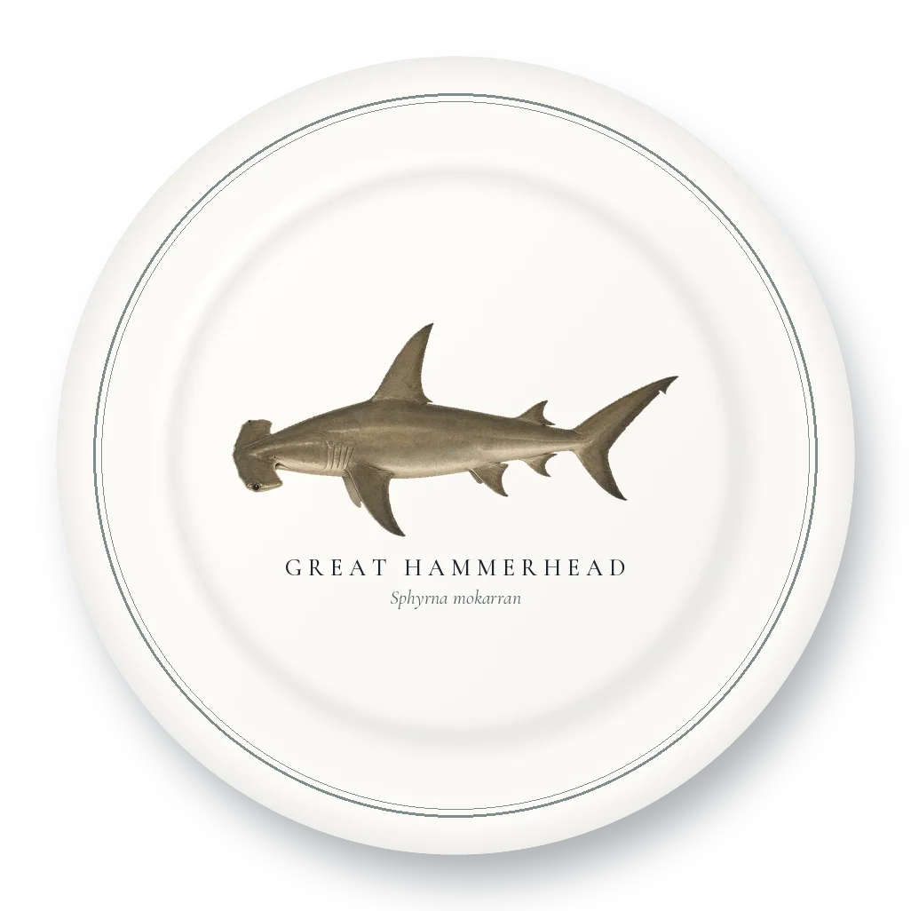 Dinner Plate with Great Hammerhead illustration