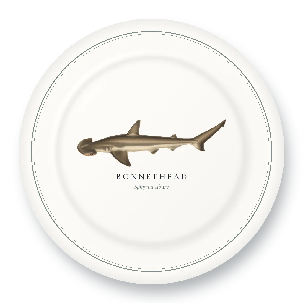 Dinner Plate with Bonnethead illustration