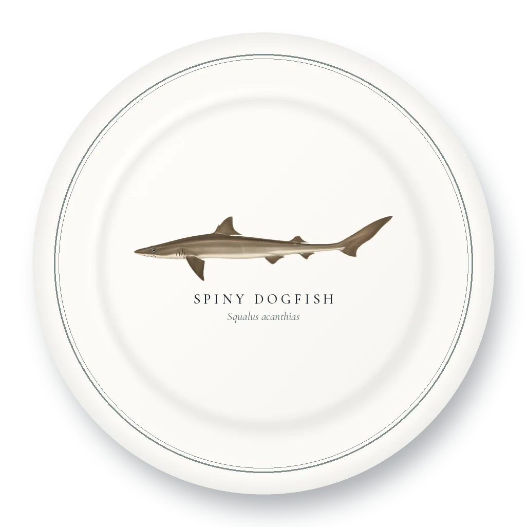 Dinner Plate with Spiny Dogfish illustration