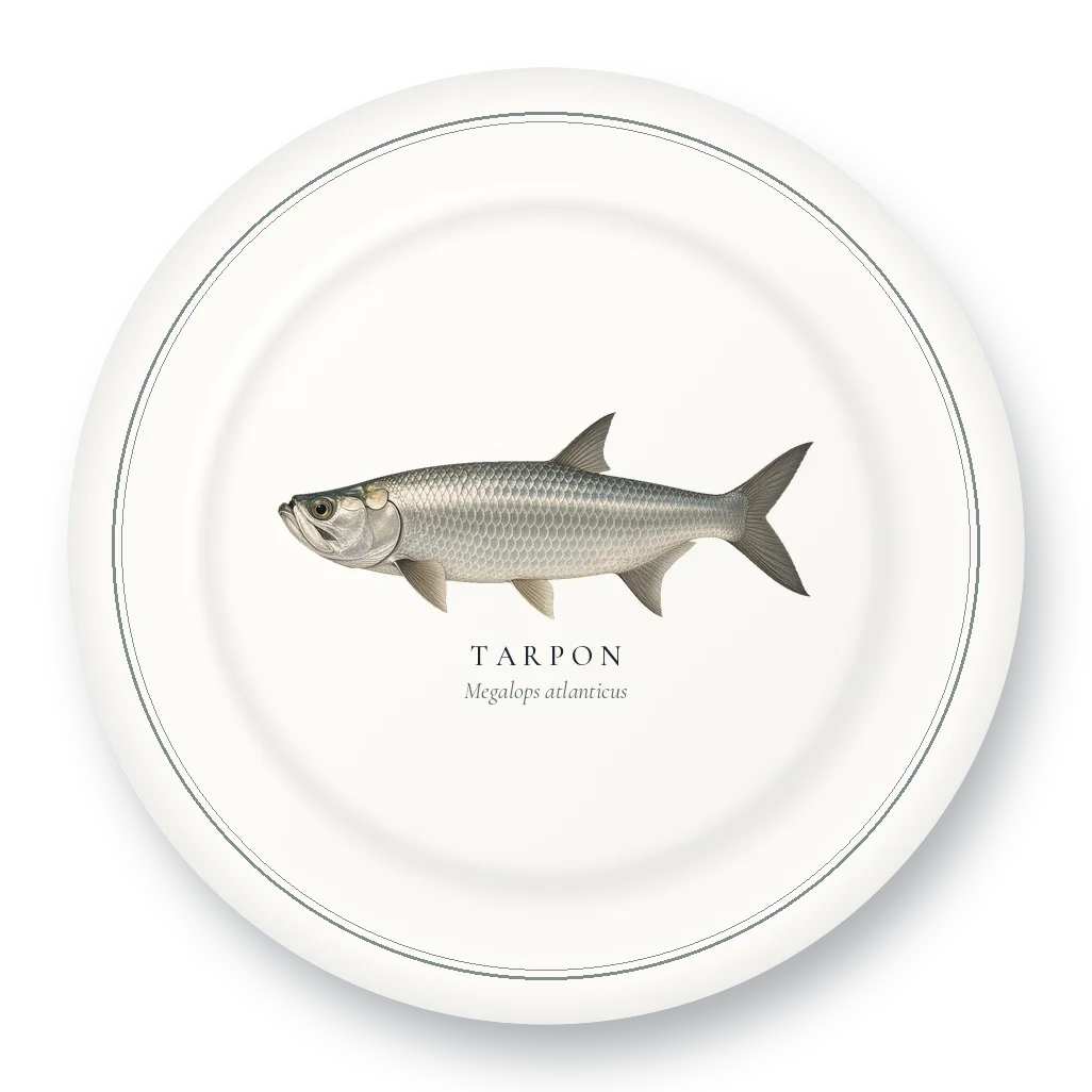 Dinner Plate with Tarpon illustration