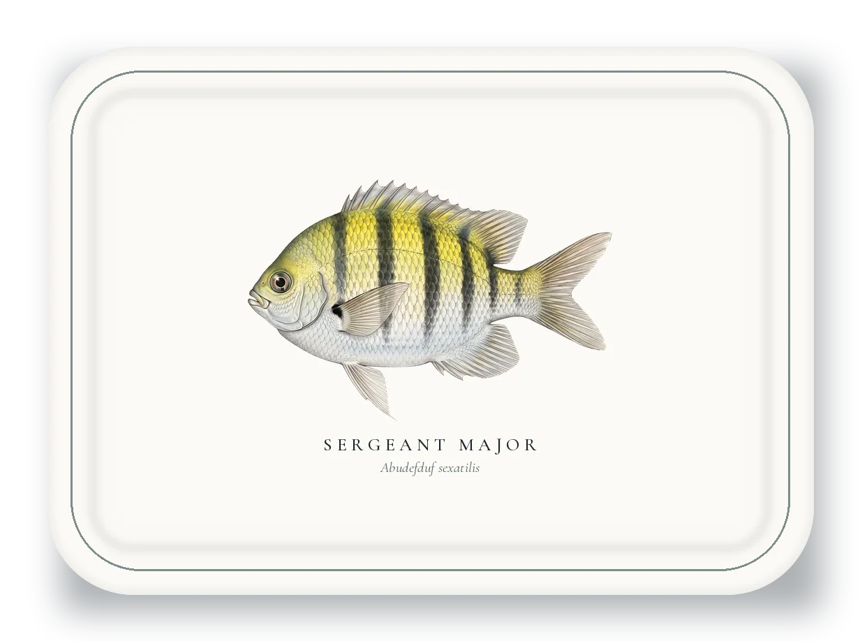 Serving Platter with Sergeant Major illustration