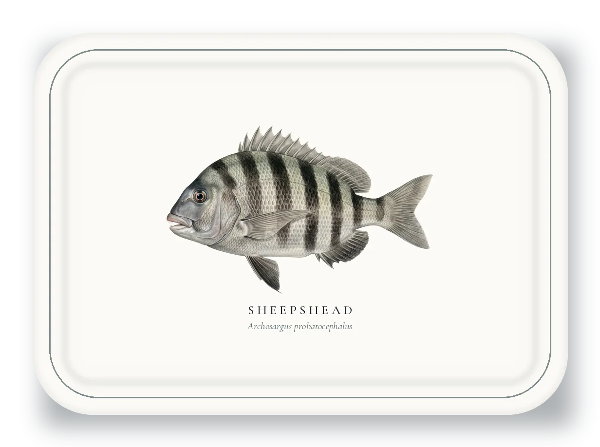 Serving Platter with Sheepshead illustration
