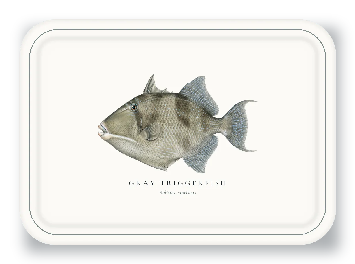 Serving Platter with Gray Triggerfish illustration