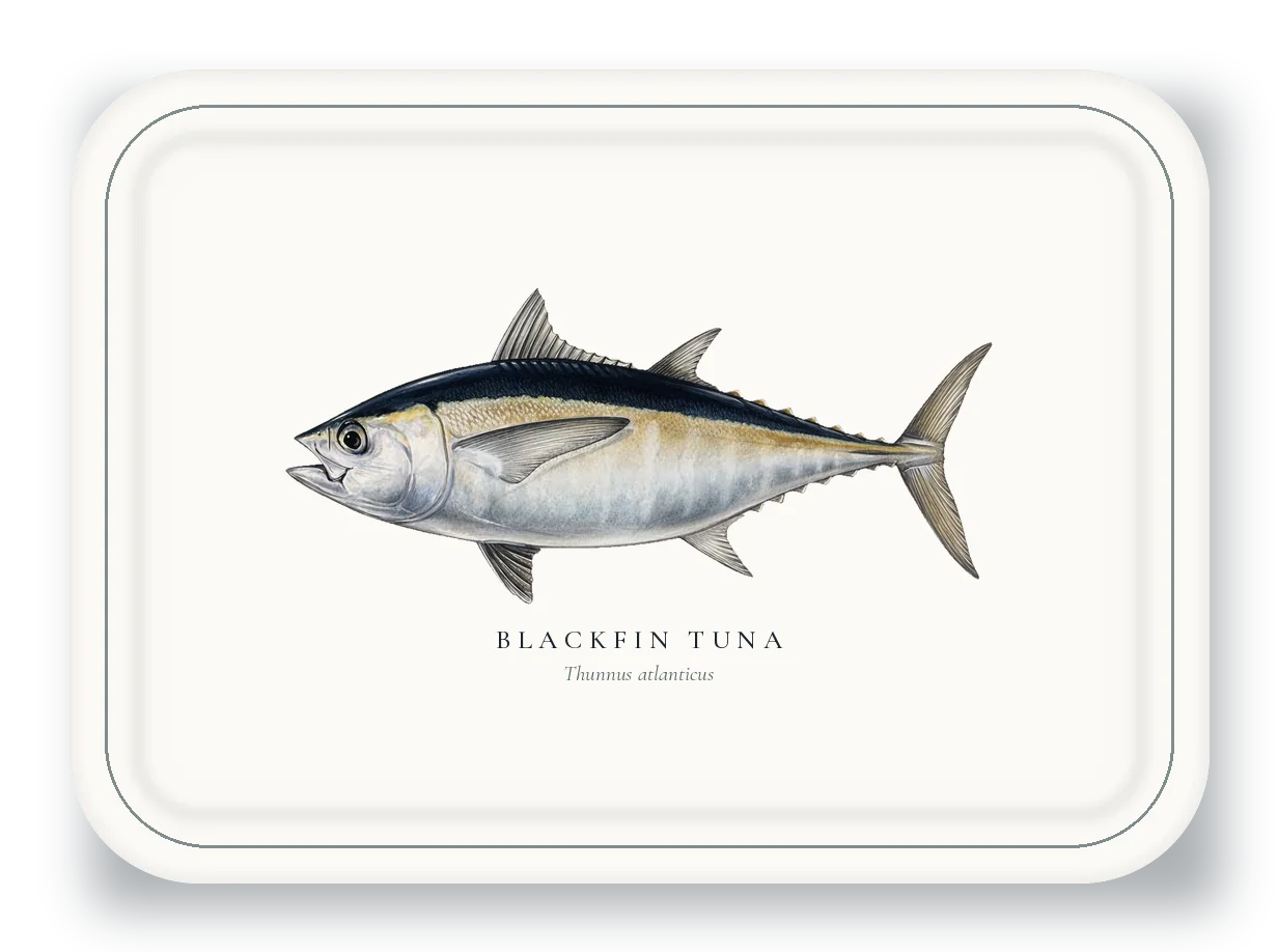 Serving Platter with Blackfin Tuna illustration