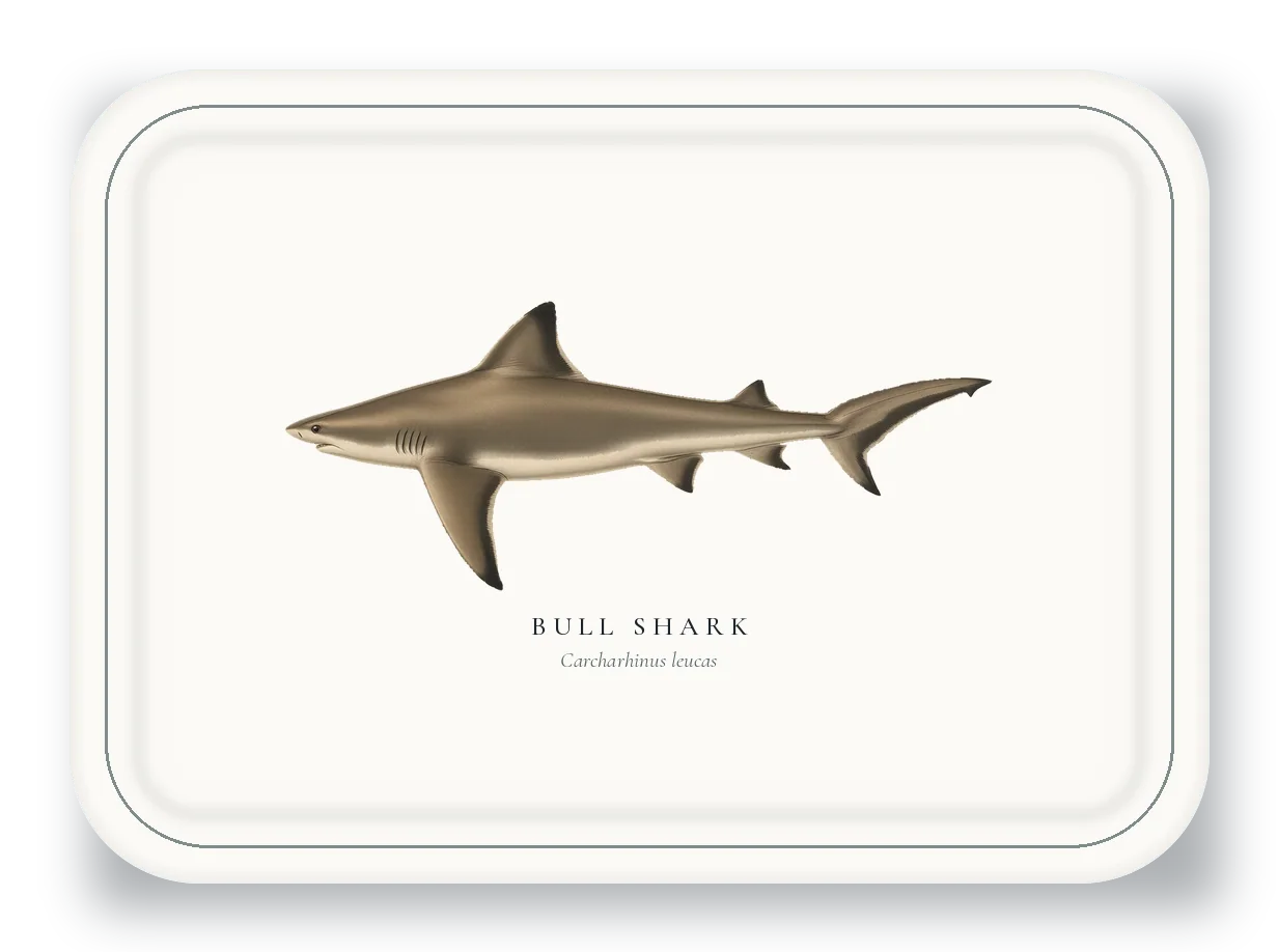 Serving Platter with Bull Shark illustration
