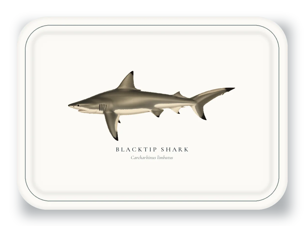 Serving Platter with Blacktip Shark illustration