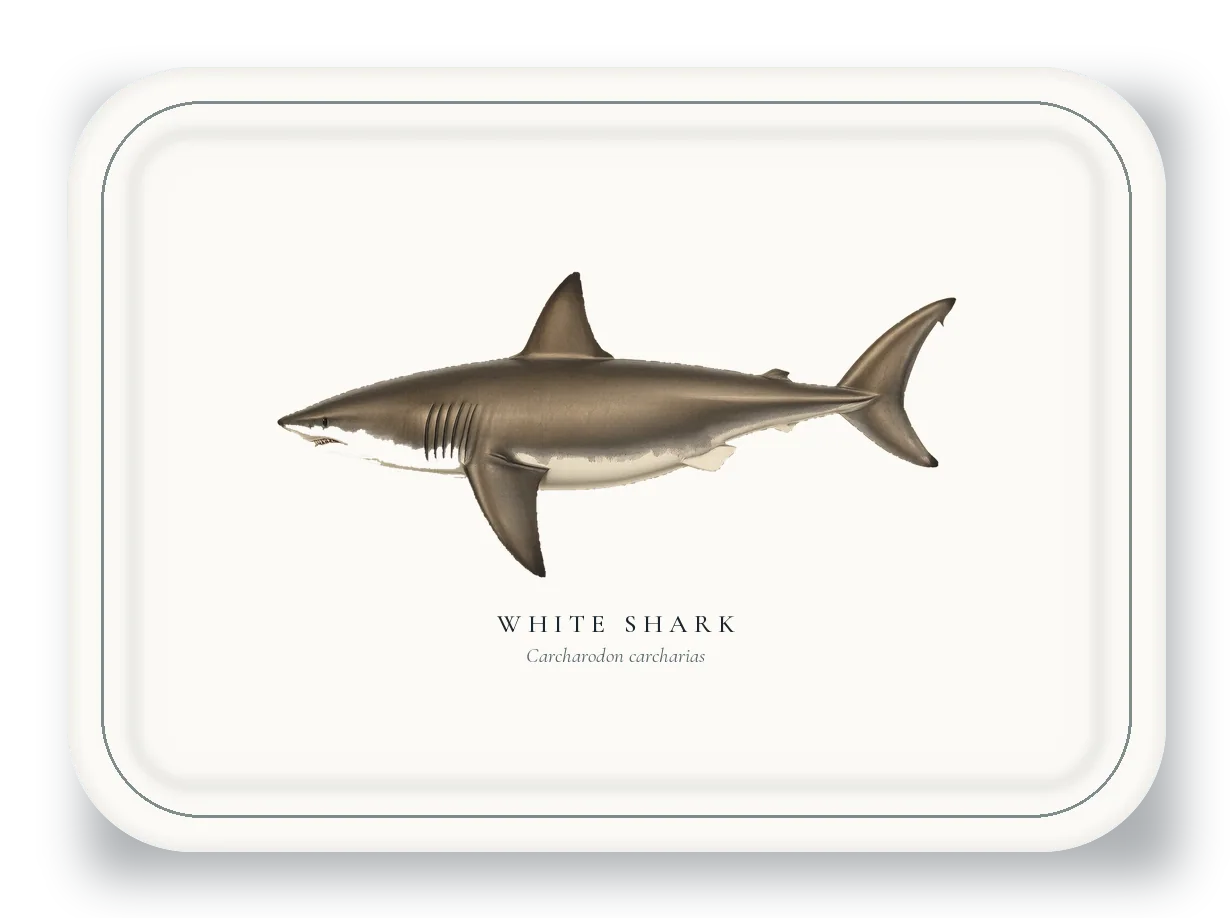 Serving Platter with White Shark illustration