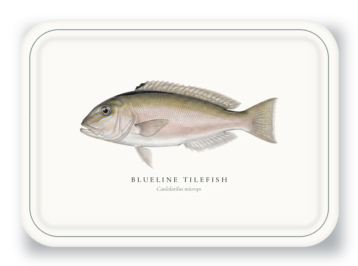 Serving Platter with Blueline Tilefish illustration