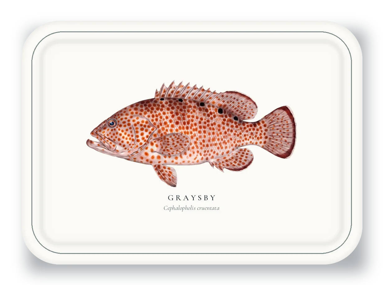 Serving Platter with Graysby illustration