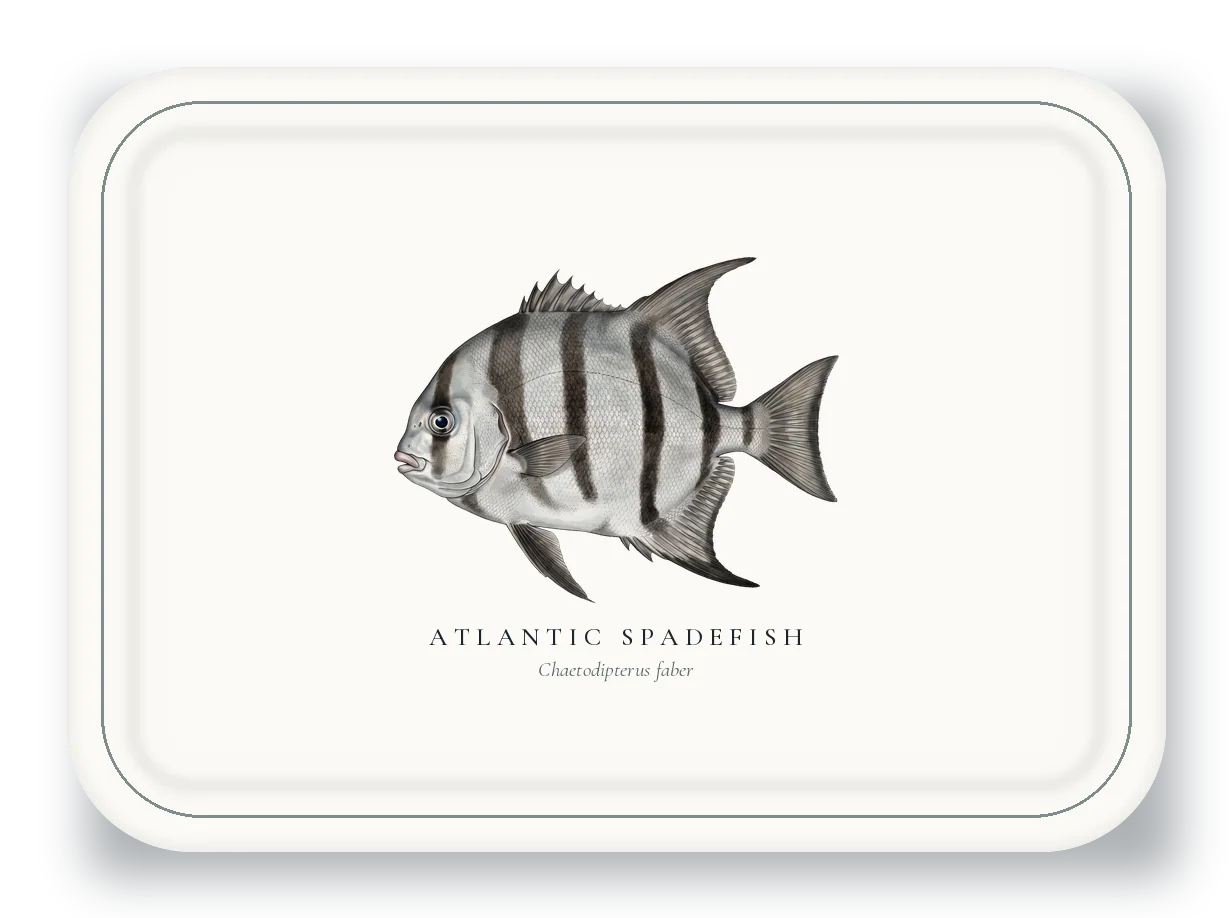 Serving Platter with Atlantic Spadefish illustration