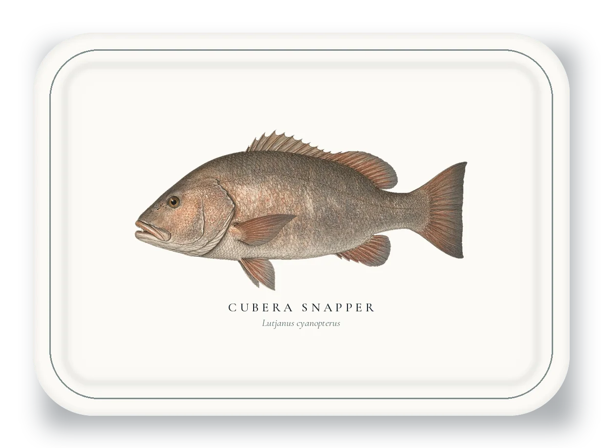 Serving Platter with Cubera Snapper illustration