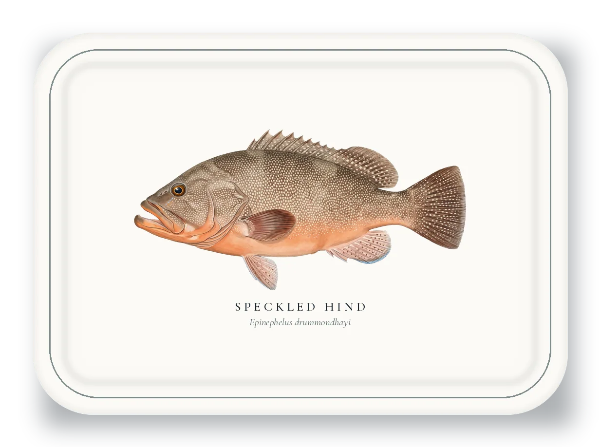 Serving Platter with Speckled Hind illustration
