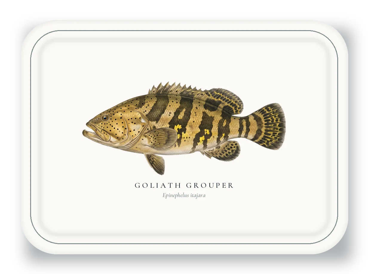 Serving Platter with Goliath Grouper illustration