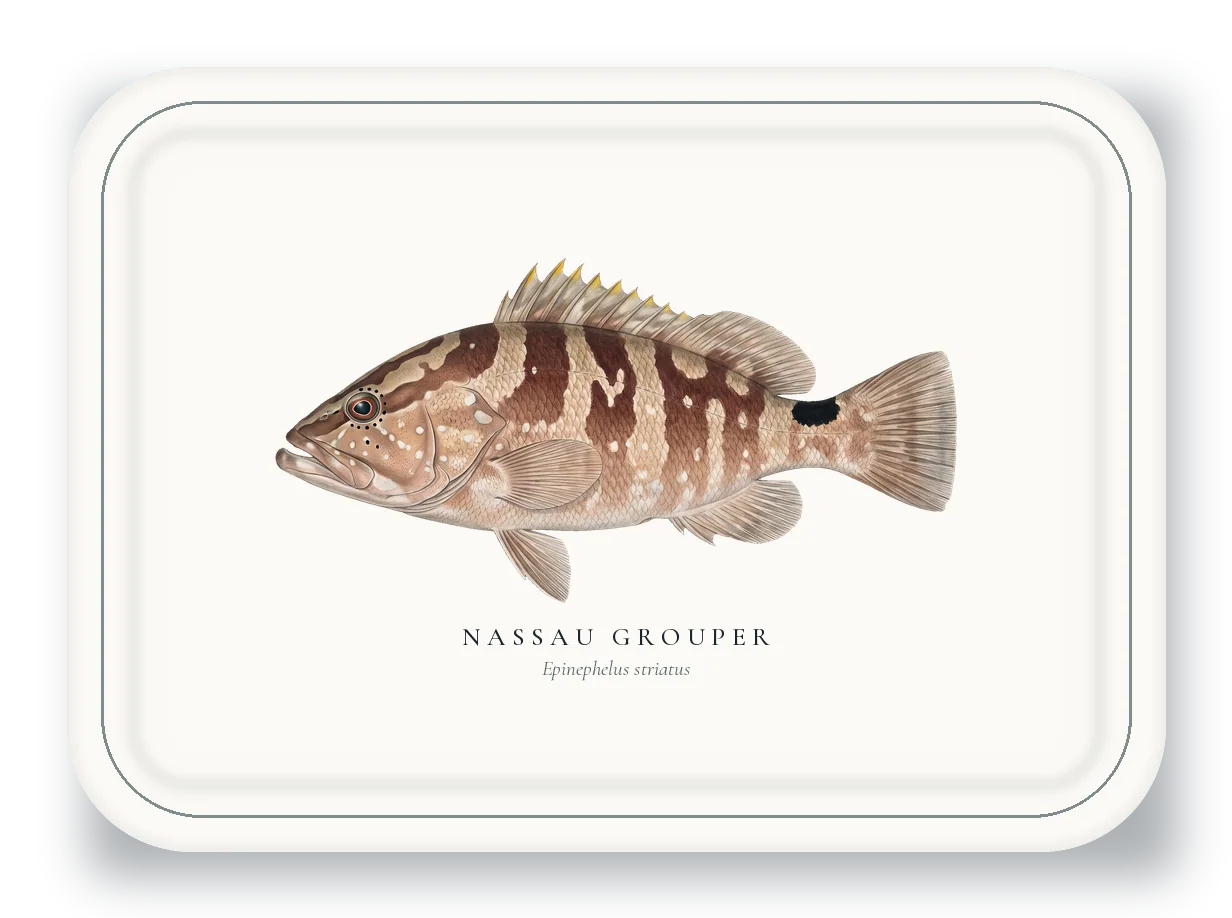 Serving Platter with Nassau Grouper illustration