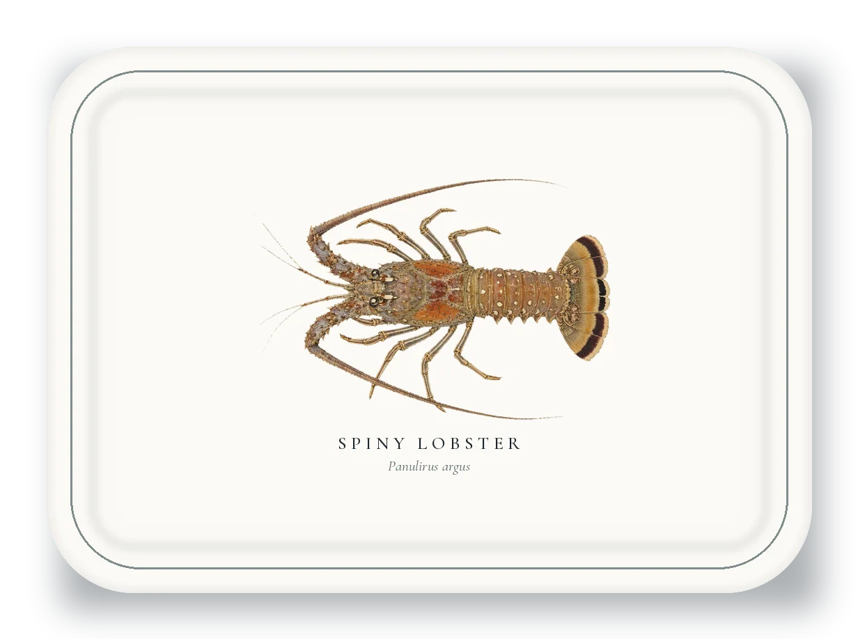 Serving Platter with Spiny Lobster illustration