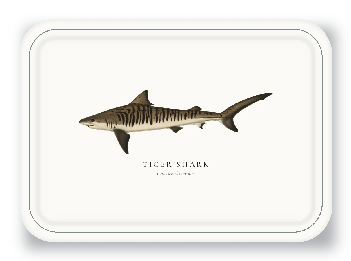 Serving Platter with Tiger Shark illustration