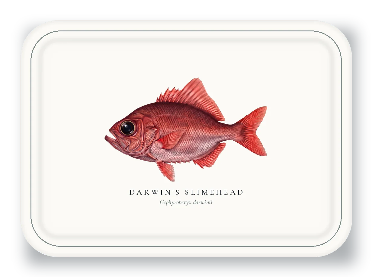 Serving Platter with Darwin's Slimehead illustration
