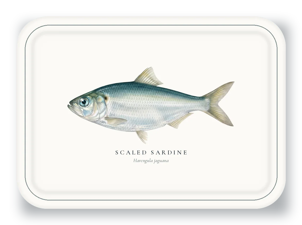 Serving Platter with Scaled Sardine illustration