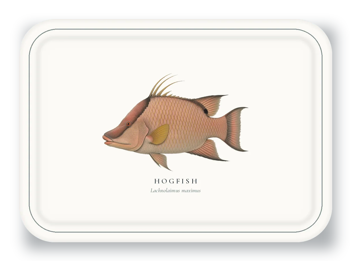 Serving Platter with Hogfish illustration