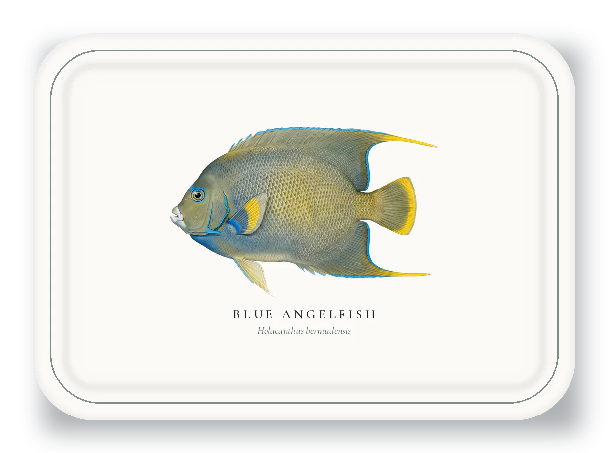 Serving Platter with Blue Angelfish illustration