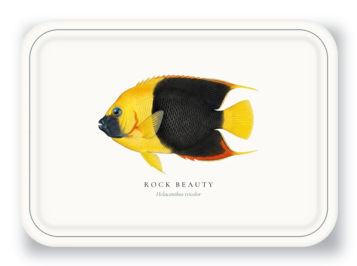 Serving Platter with Rock Beauty illustration