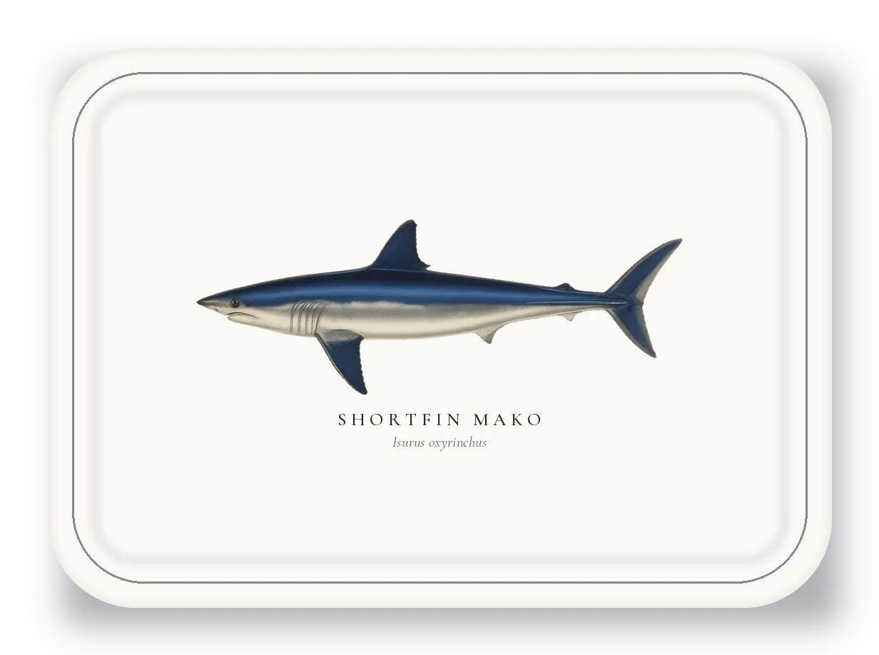 Serving Platter with Shortfin Mako illustration