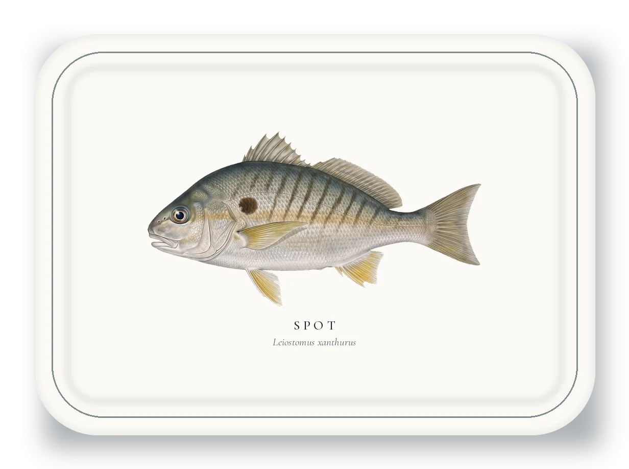 Serving Platter with Spot illustration