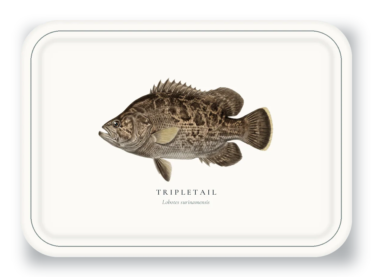 Serving Platter with Tripletail illustration