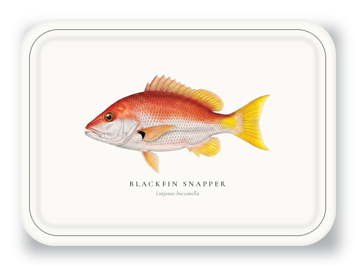 Serving Platter with Blackfin Snapper illustration