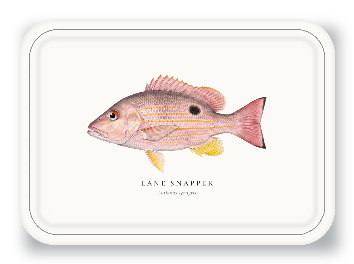 Serving Platter with Lane Snapper illustration