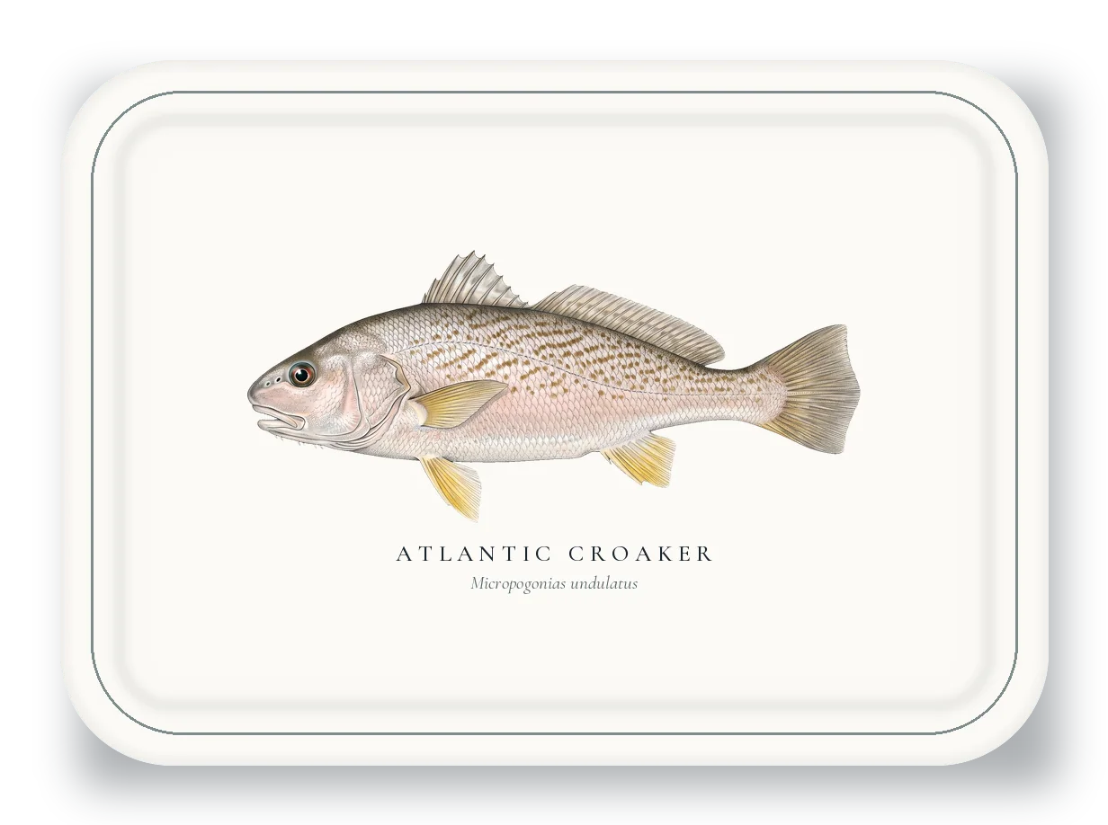 Serving Platter with Atlantic Croaker illustration