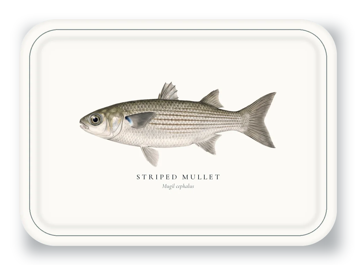 Serving Platter with Striped Mullet illustration