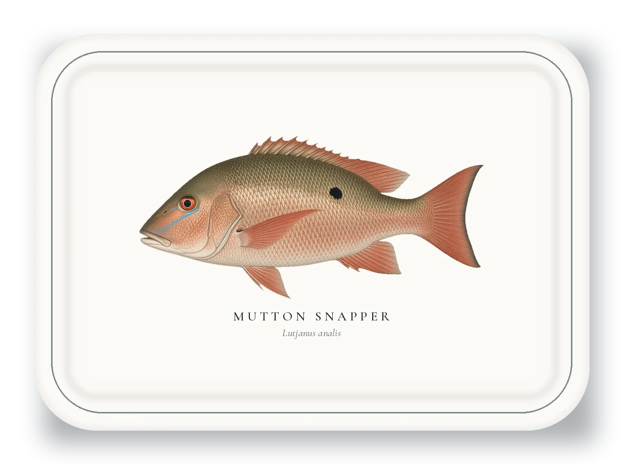 Serving Platter with Mutton Snapper illustration