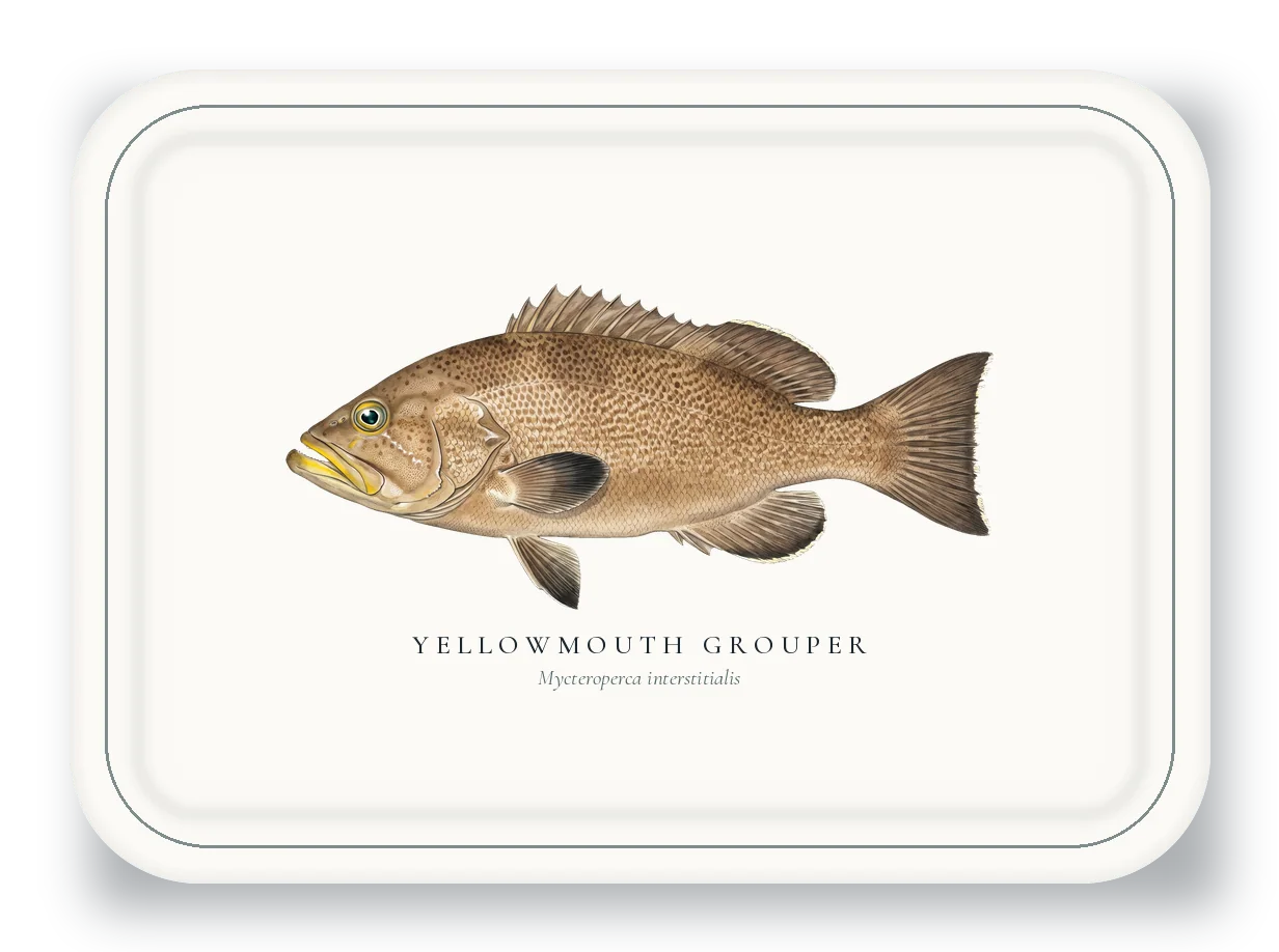 Serving Platter with Yellowmouth Grouper illustration