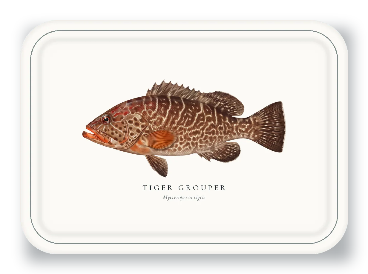 Serving Platter with Tiger Grouper illustration