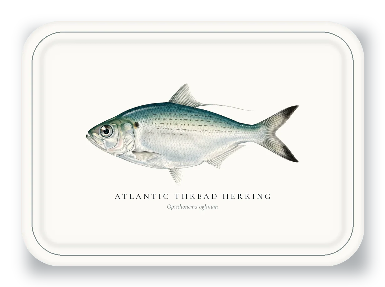 Serving Platter with Atlantic Thread Herring illustration