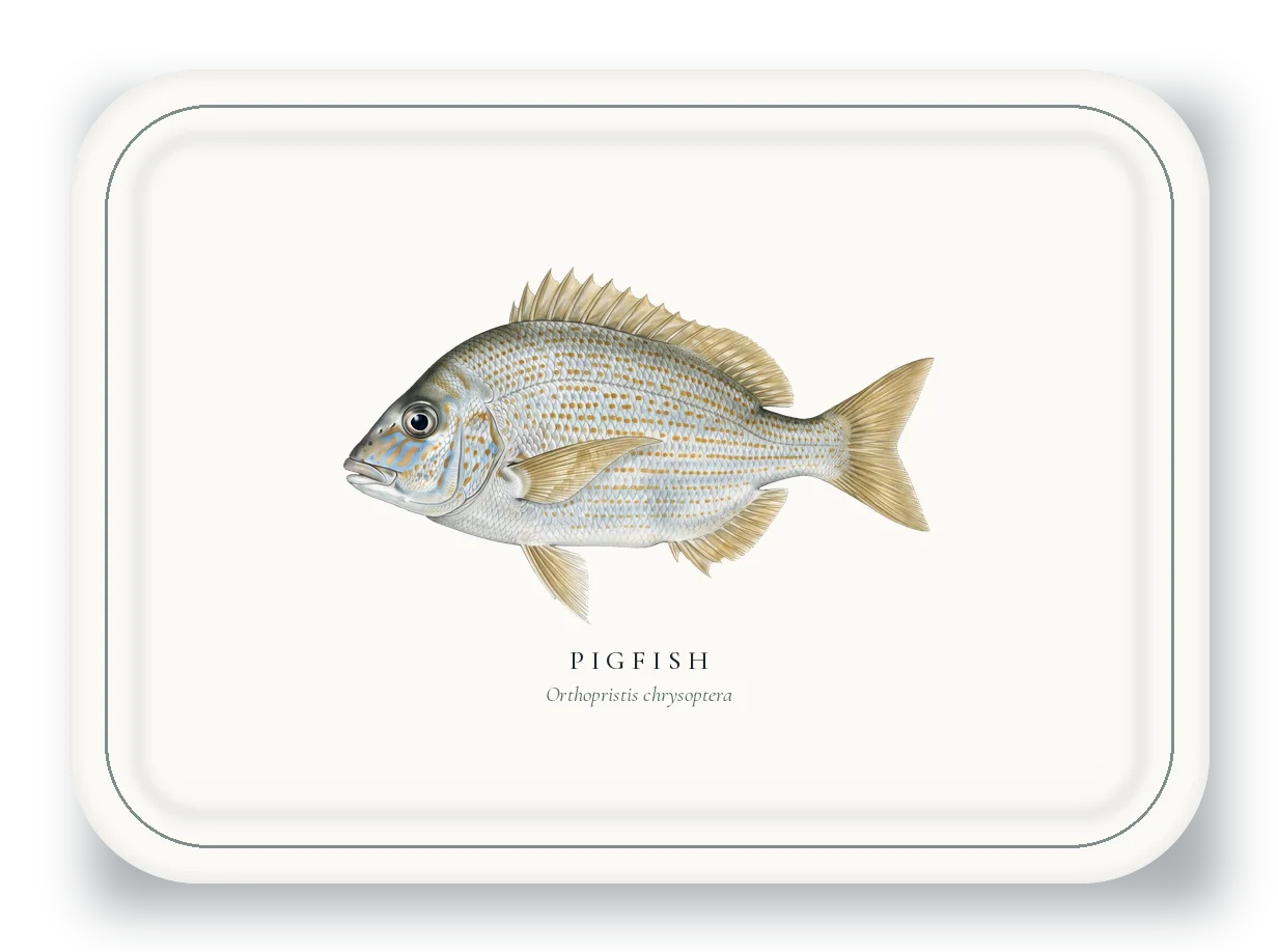 Serving Platter with Pigfish illustration