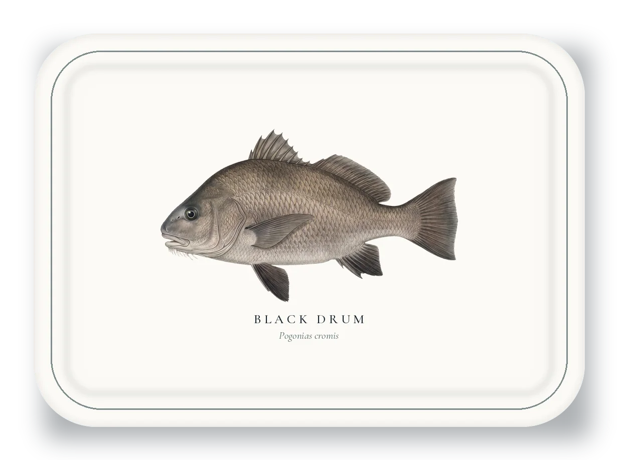 Serving Platter with Black Drum illustration