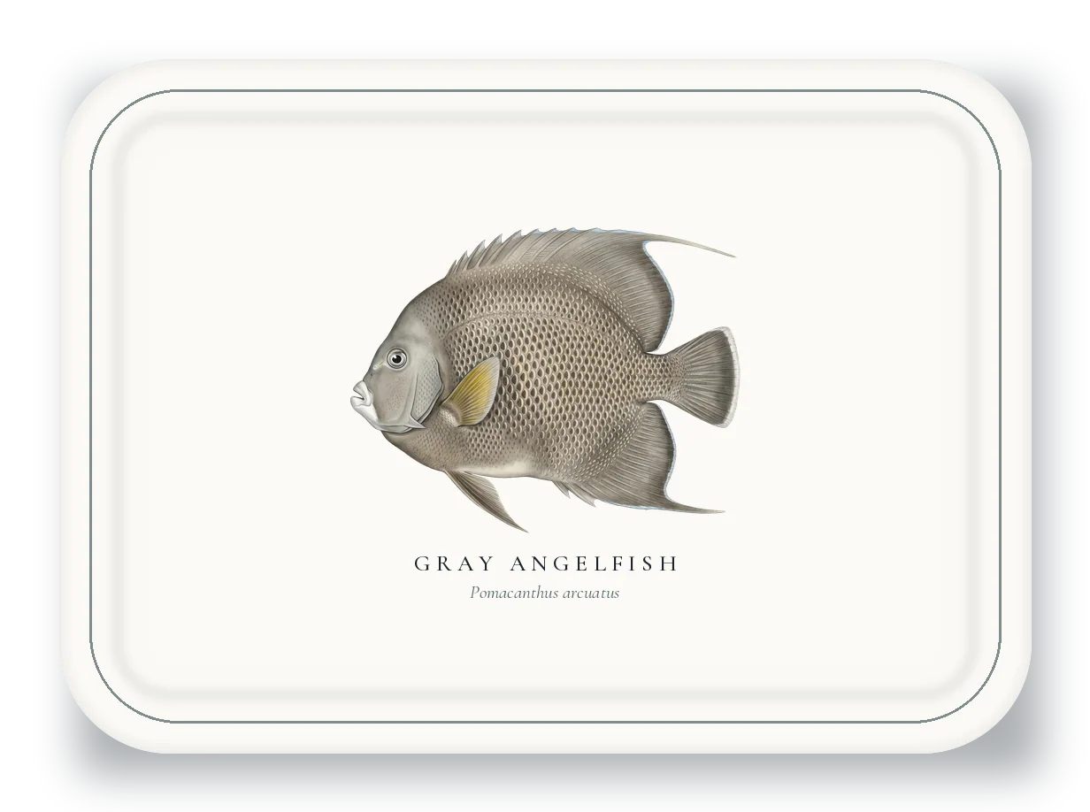 Serving Platter with Gray Angelfish illustration