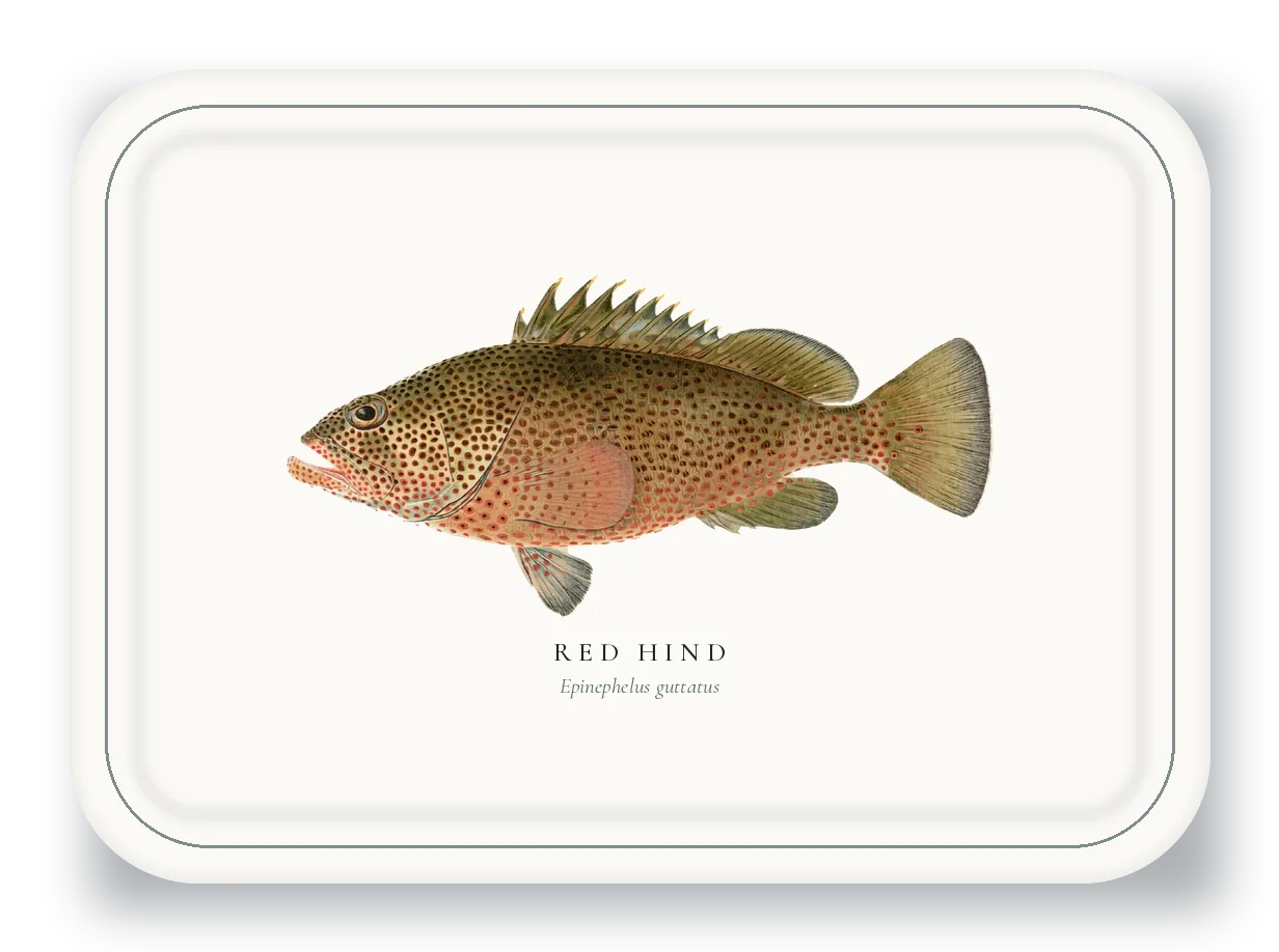 Serving Platter with Red Hind illustration