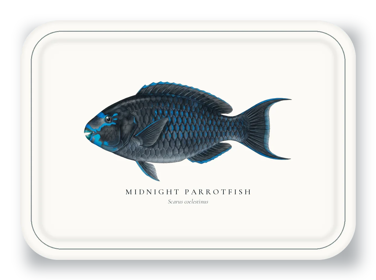 Serving Platter with Midnight Parrotfish illustration