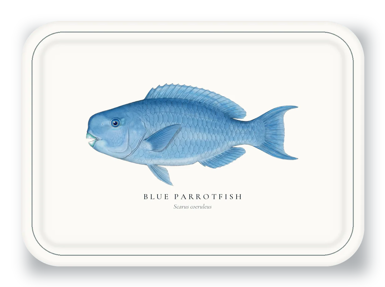Serving Platter with Blue Parrotfish illustration