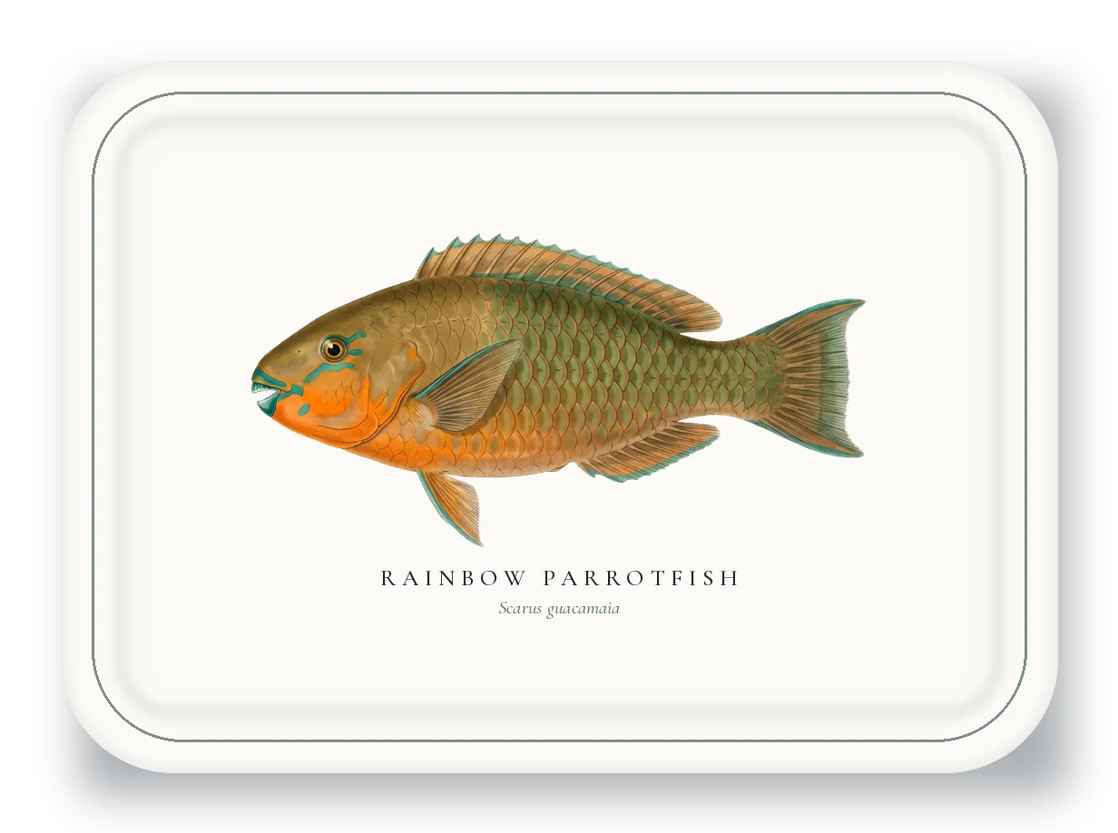 Serving Platter with Rainbow Parrotfish illustration