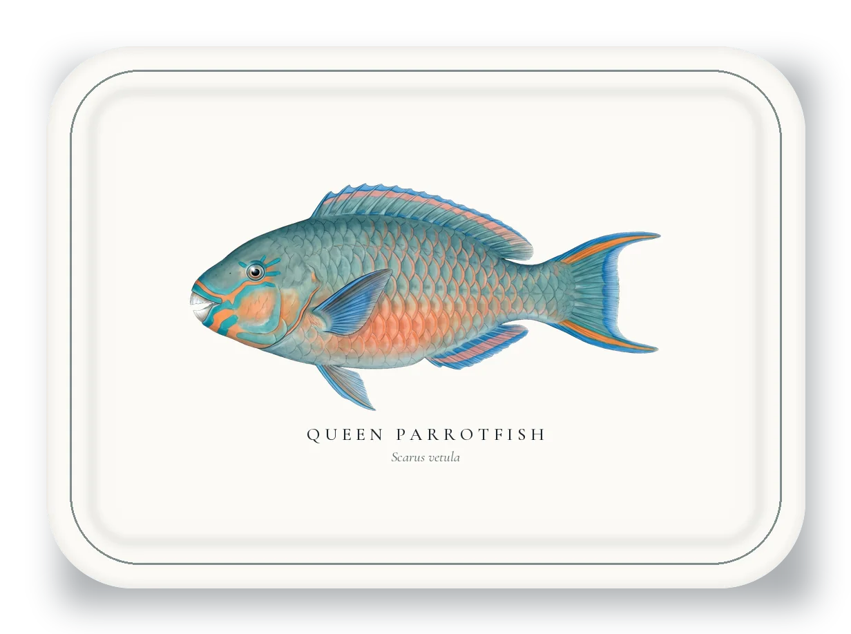 Serving Platter with Queen Parrotfish illustration