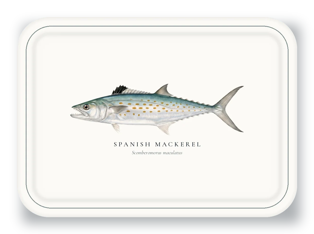 Serving Platter with Spanish Mackerel illustration