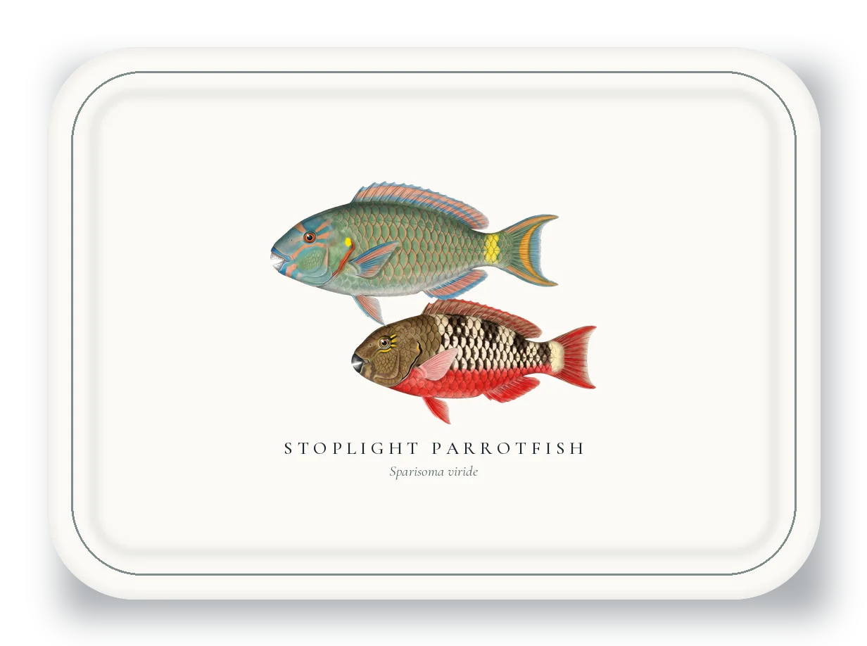 Serving Platter with Stoplight Parrotfish illustration
