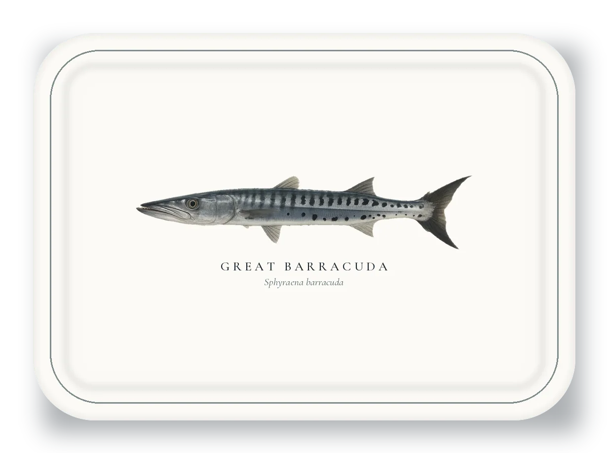 Serving Platter with Great Barracuda illustration