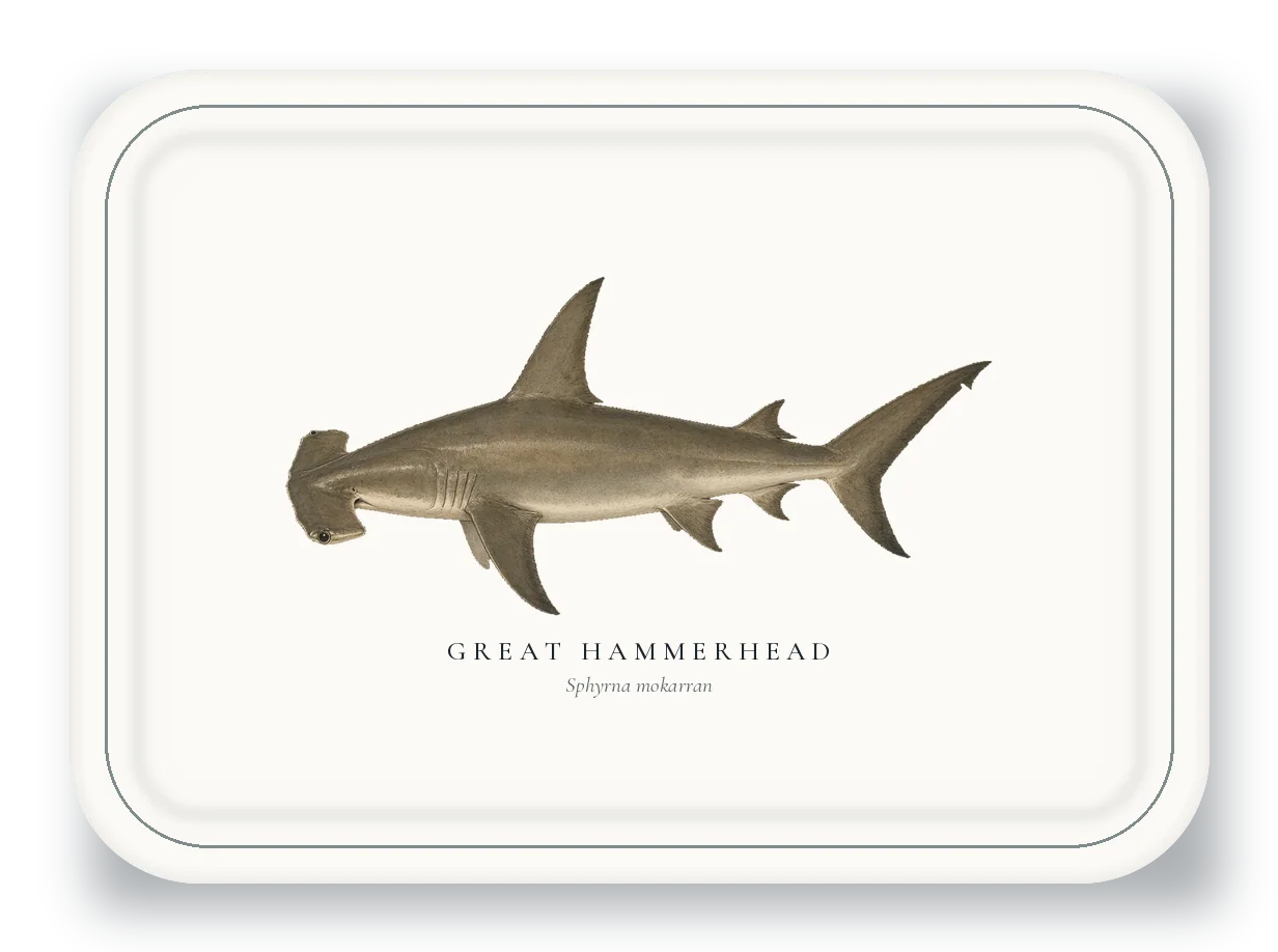 Serving Platter with Great Hammerhead illustration