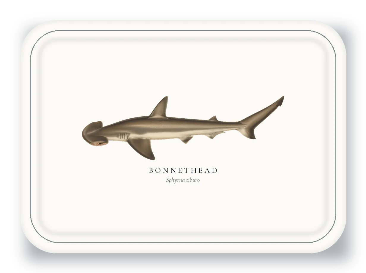 Serving Platter with Bonnethead illustration
