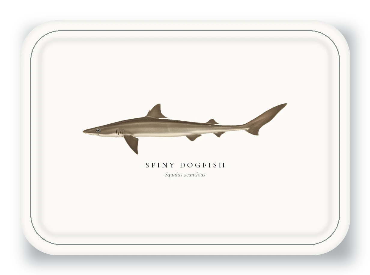 Serving Platter with Spiny Dogfish illustration